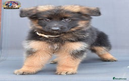German Shepherd dogs for sale: 🤩💥READY NOW 🤩💥German shepherd puppies  - Image 18