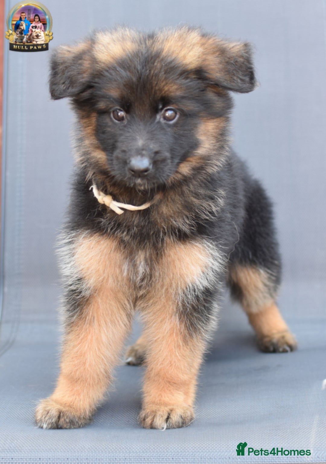 German Shepherd dogs for sale: 🤩💥READY NOW 🤩💥German shepherd puppies  - Image 18