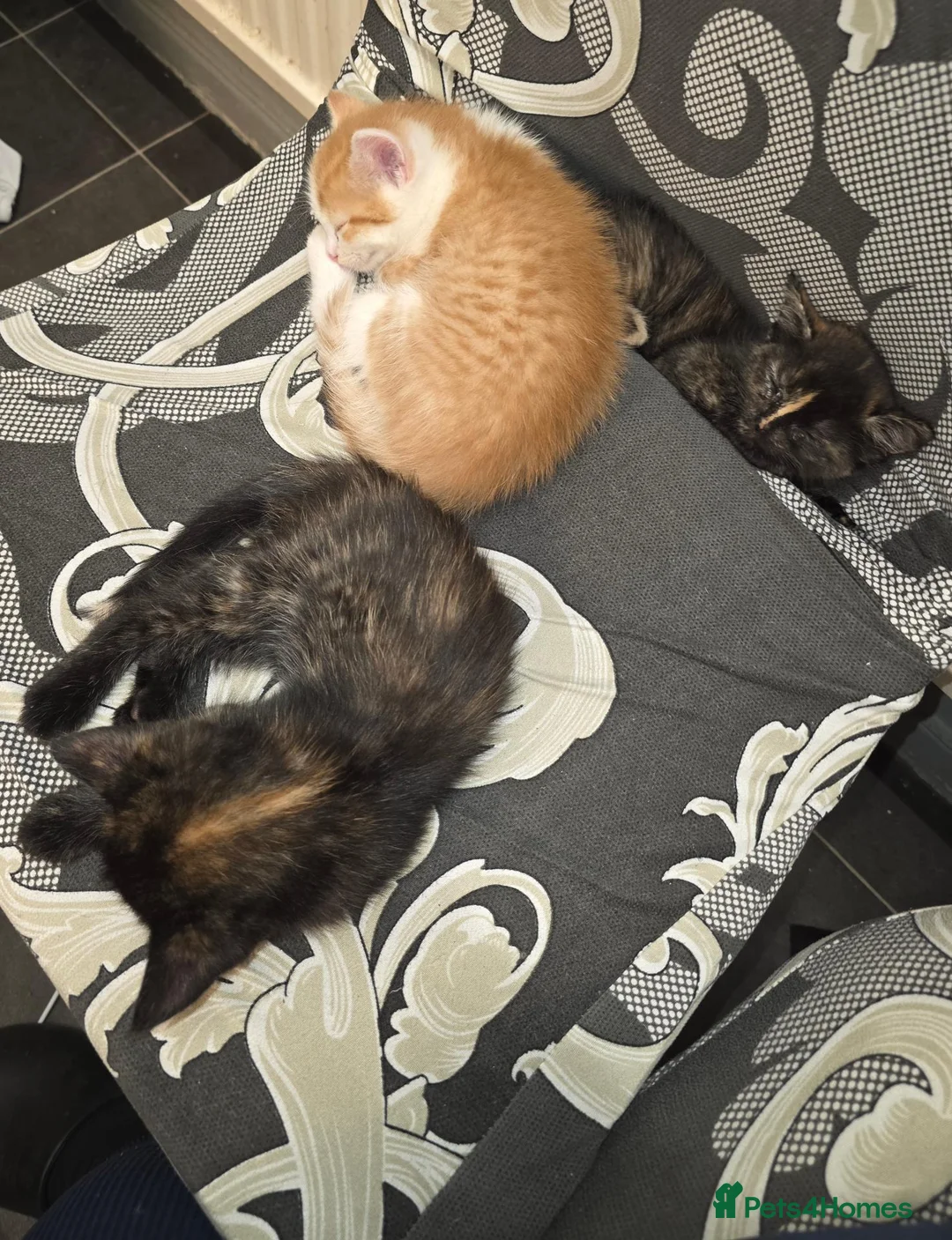 Mixed Breed cats for sale: Beautiful kittens looking for forever home - Advert 2