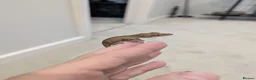 Gecko reptiles for sale: Lily White Phantom Crested Geckos  in Hook - Advert 8