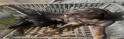 Labrador Retriever dogs for sale: Charcoal Labrador boy in Wellington - Advert 4
