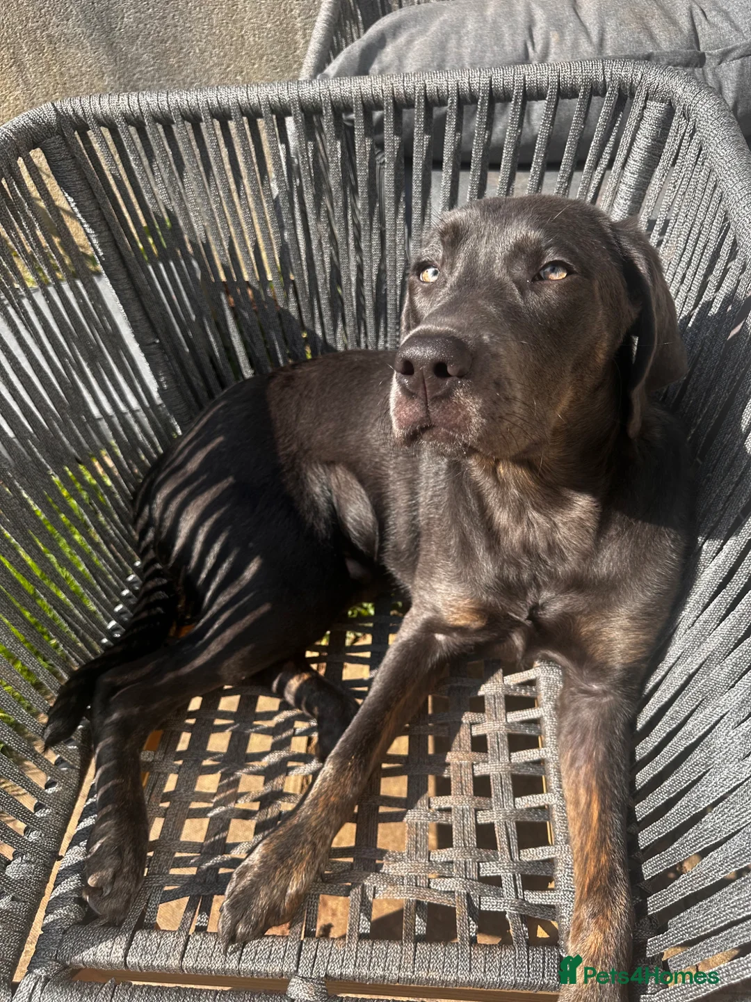 Labrador Retriever dogs for sale: Charcoal Labrador boy in Wellington - Advert 4
