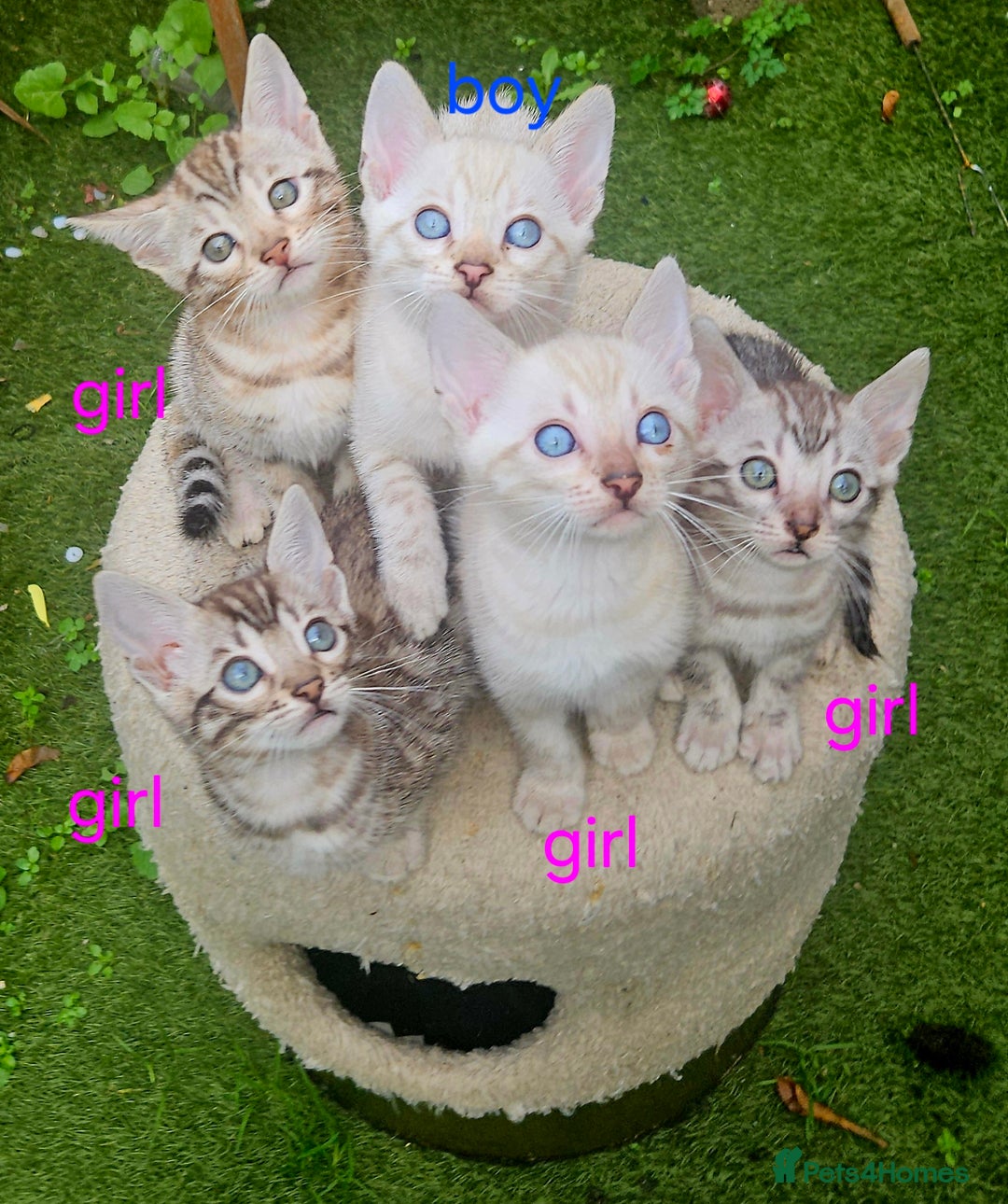 Bengal cats for sale: Bengal kittens  - Advert 16