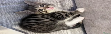 Domestic Shorthair 3