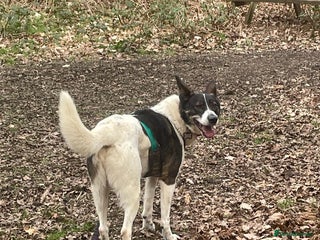 Mixed Breed dogs in Guildford - Advert 29