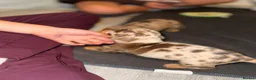 Miniature Dachshund dogs for sale: Miniature Dachshund puppies in Derby - Advert 2