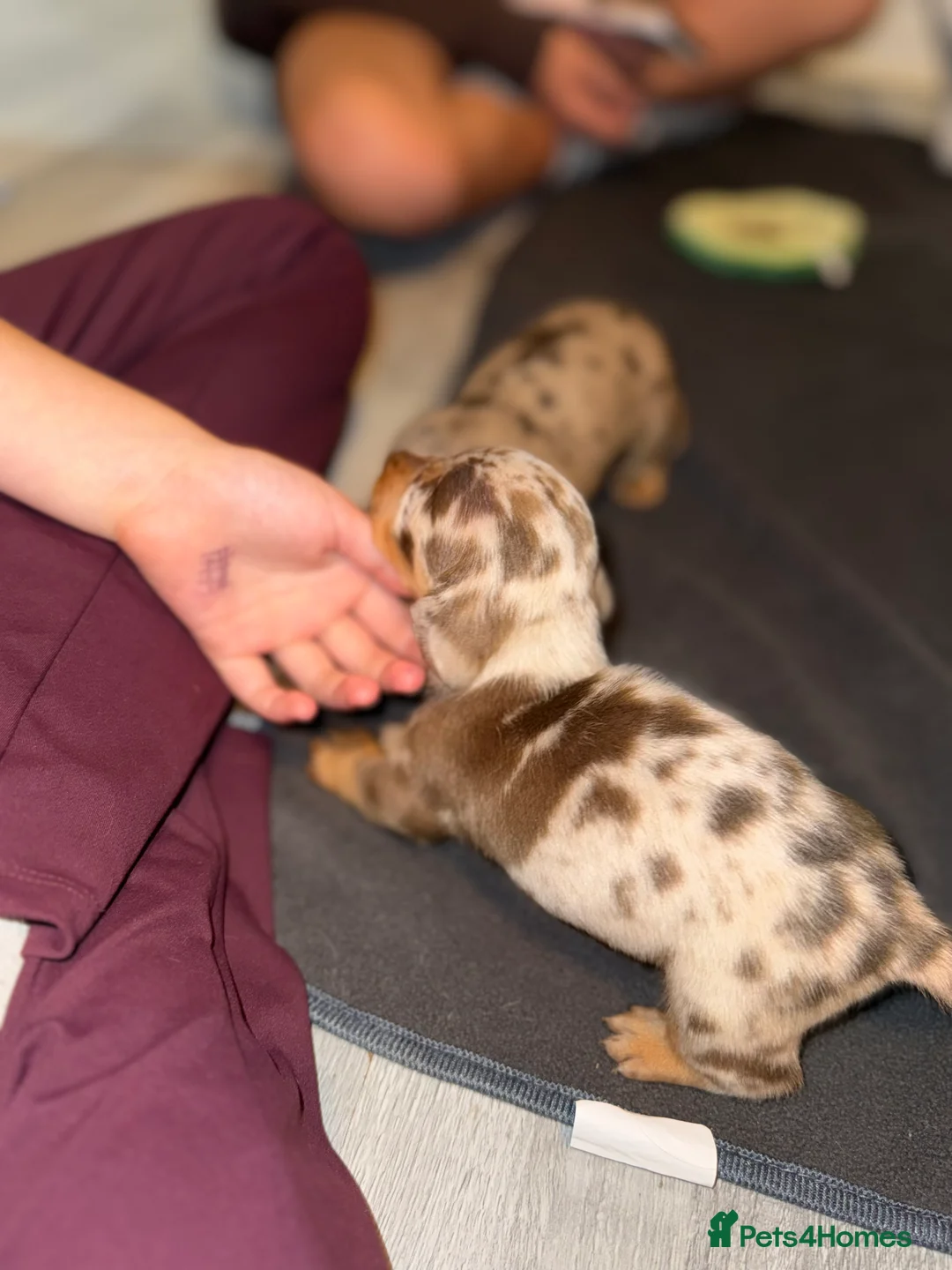 Miniature Dachshund dogs for sale: Miniature Dachshund puppies in Derby - Advert 2