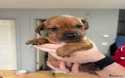 Mixed Breed dogs for sale: French bulldog x Dachshund  - Advert 2