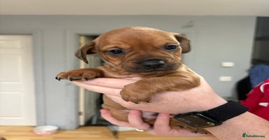 Mixed Breed dogs French bulldog x Dachshund  - Advert 10