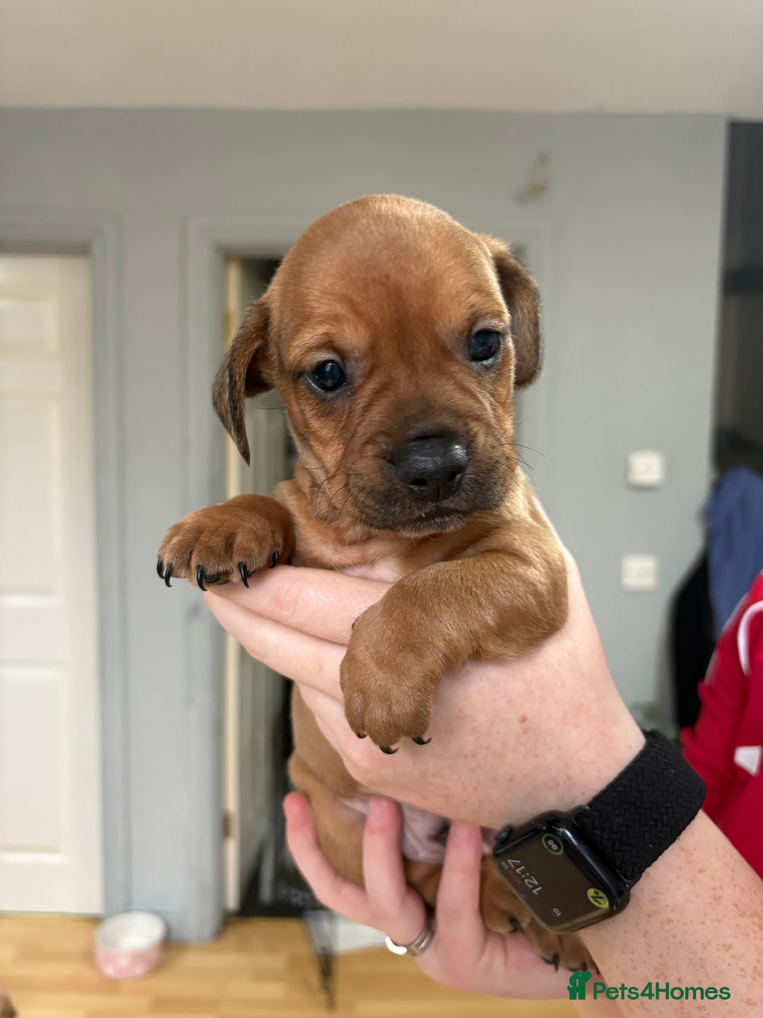 Mixed Breed dogs for sale: French bulldog x Dachshund  - Advert 2