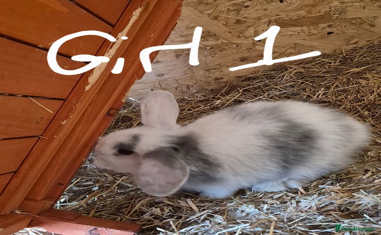 Mini Lop rabbits - Advert 15