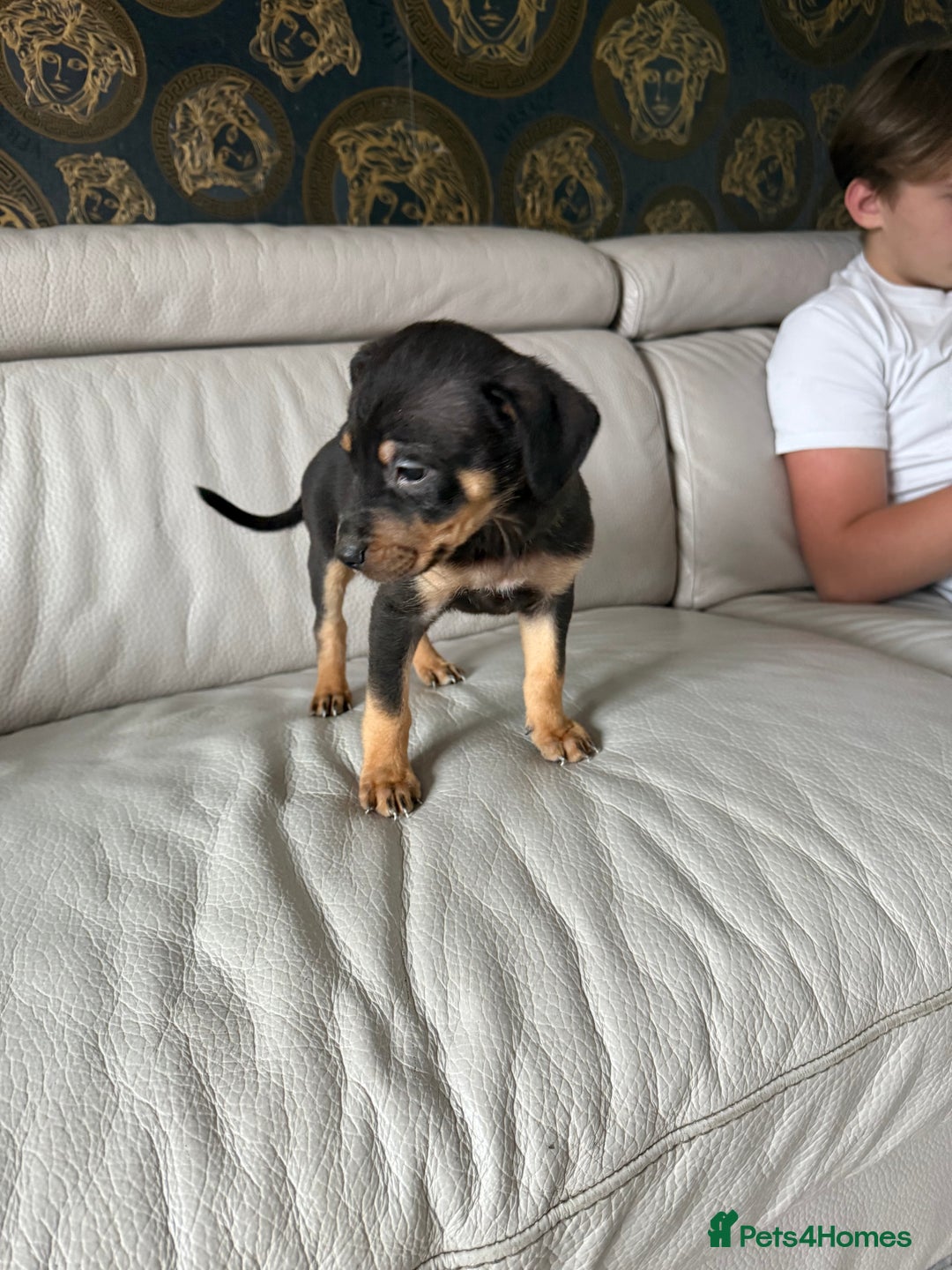 Mixed Breed dogs for sale: Mixed German Shepard ridgeback  - Image 4