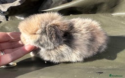 Mini Lop rabbits for sale: STUNNING baby mini lops - Image 13