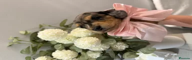Miniature Dachshund Puppy 4
