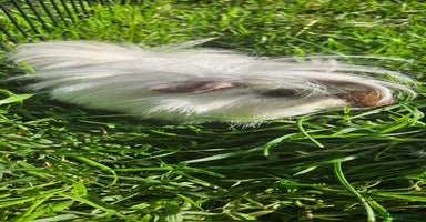 Guinea Pig rodents - Advert 1