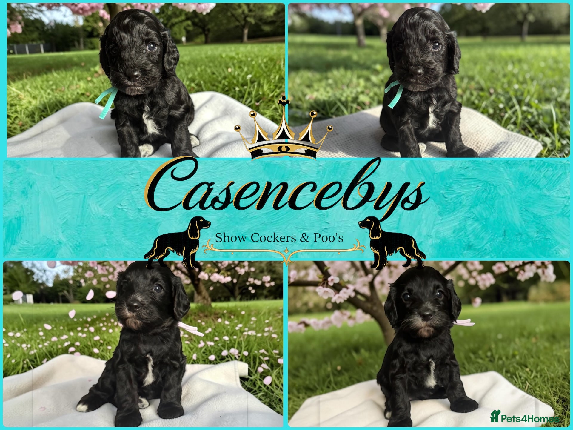 Cockapoo dogs STUNNING DNA CLEAR F1 miniature cockapoos - Advert 1