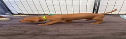 Hungarian Vizsla dogs for sale: Hungarian vizsla puppies  in Thirsk - Advert 14