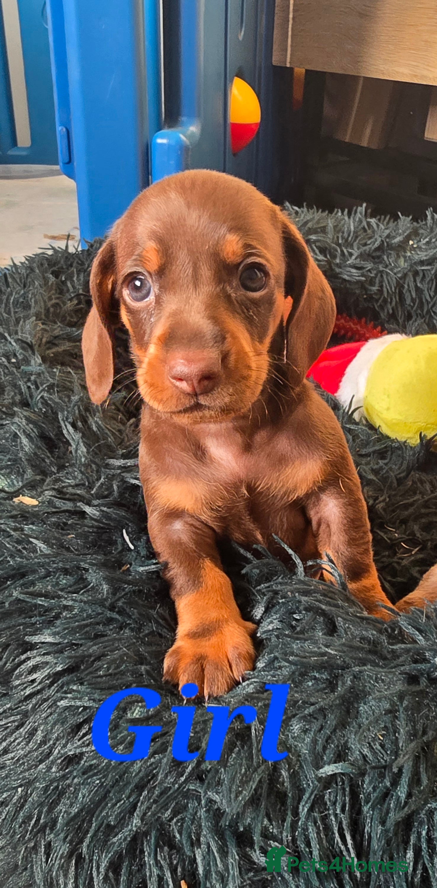 Dachshund dogs Beautiful  Dachshund Puppies  - Advert 8