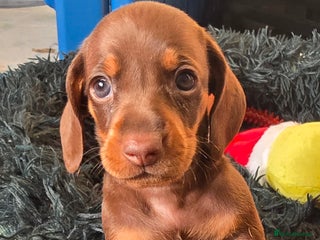 Dachshund dogs Beautiful Dachshund Puppies - Advert 8
