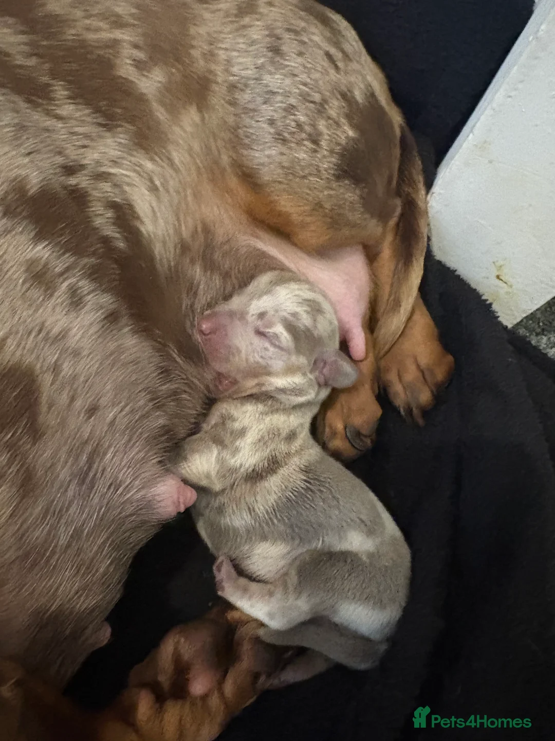 Miniature Dachshund dogs for sale: Miniature Dachshund Pups looking for Loving Homes - Advert 9