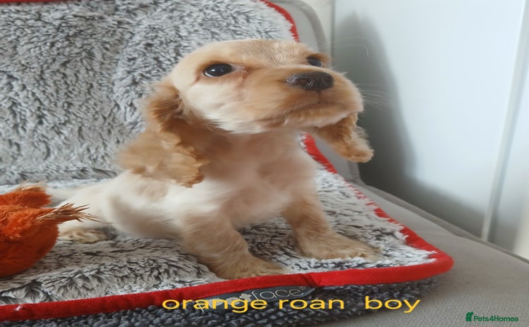 Cocker Spaniel dogs - Advert 3