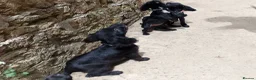 Mixed Breed dogs for sale: Mixed cocker spaniel puppies  - Advert 8