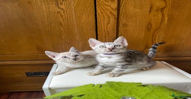 Bengal cats - Advert 10
