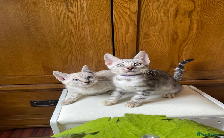 Bengal cats - Advert 8