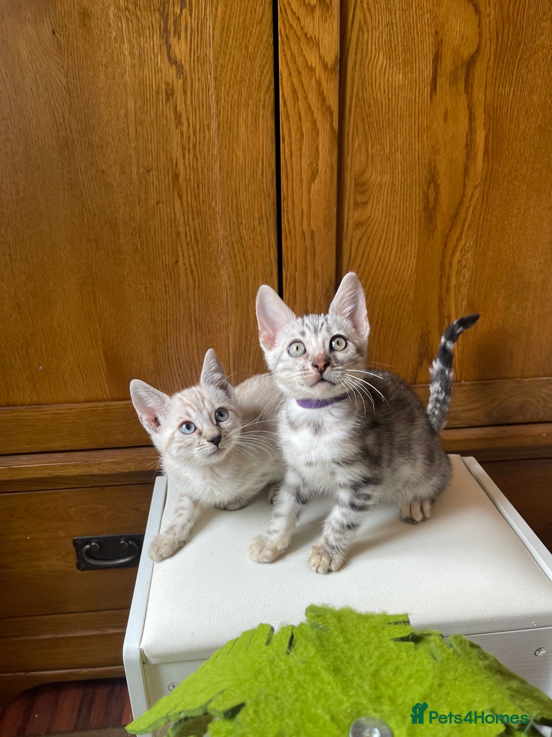 Bengal cats for sale: 💎💎💎 Luxury Bengal Kittens Available  - Image 4