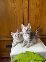 Bengal cats - Advert 15