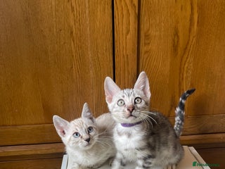Bengal cats 💎💎💎LUXURY Bengal Kittens Available - Advert 10
