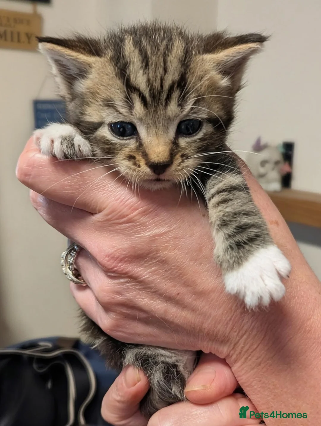 Mixed Breed cats for sale: Kittens of all colours  - Advert 1