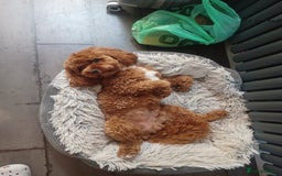 Cavapoo dogs for stud: Bertie the proven cavapoo stud  - Image 3