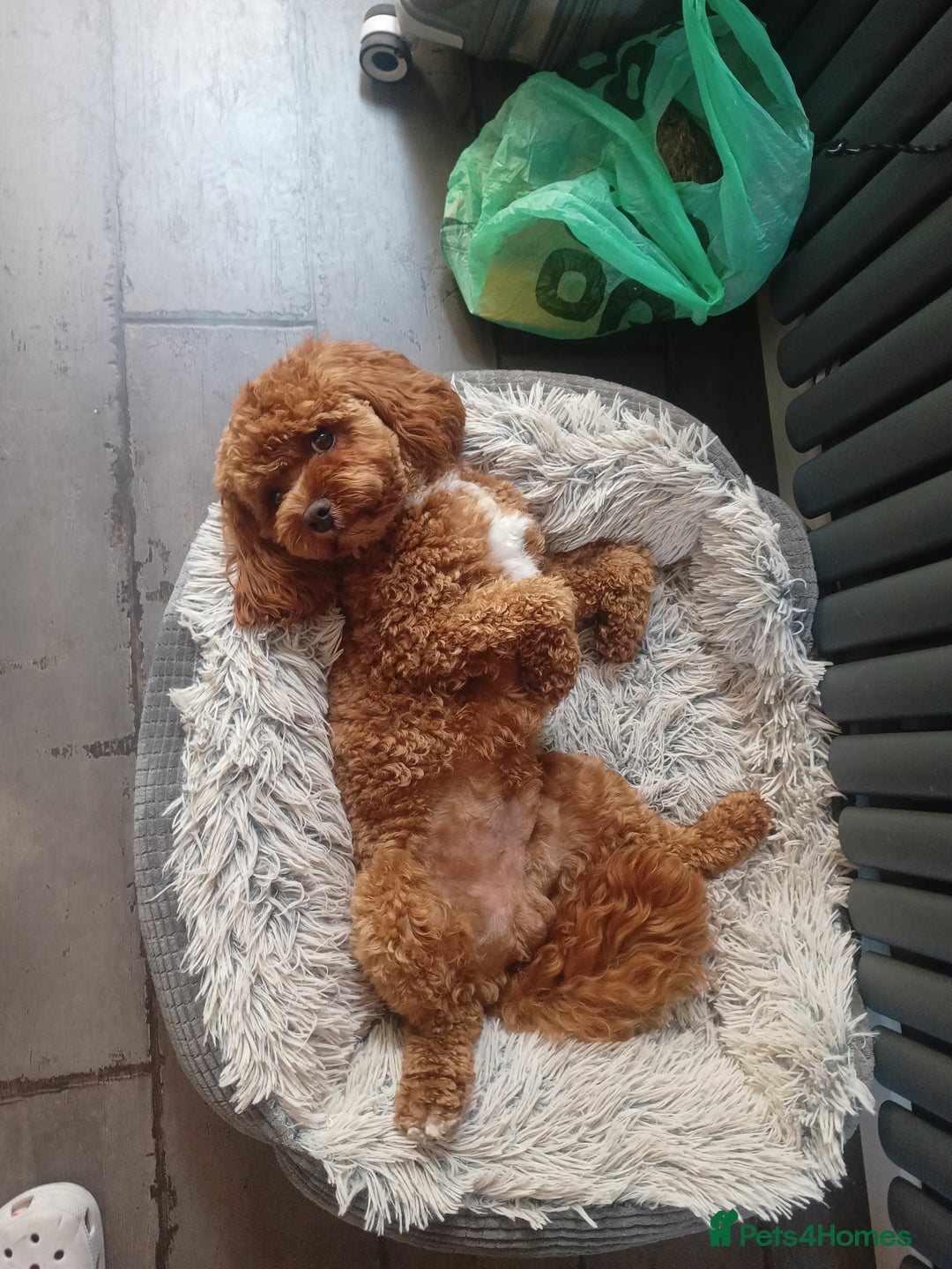 Cavapoo dogs for stud: Bertie the proven cavapoo stud  - Image 3