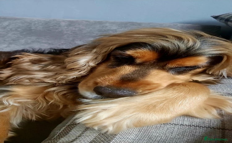Cocker Spaniel dogs - Advert 8