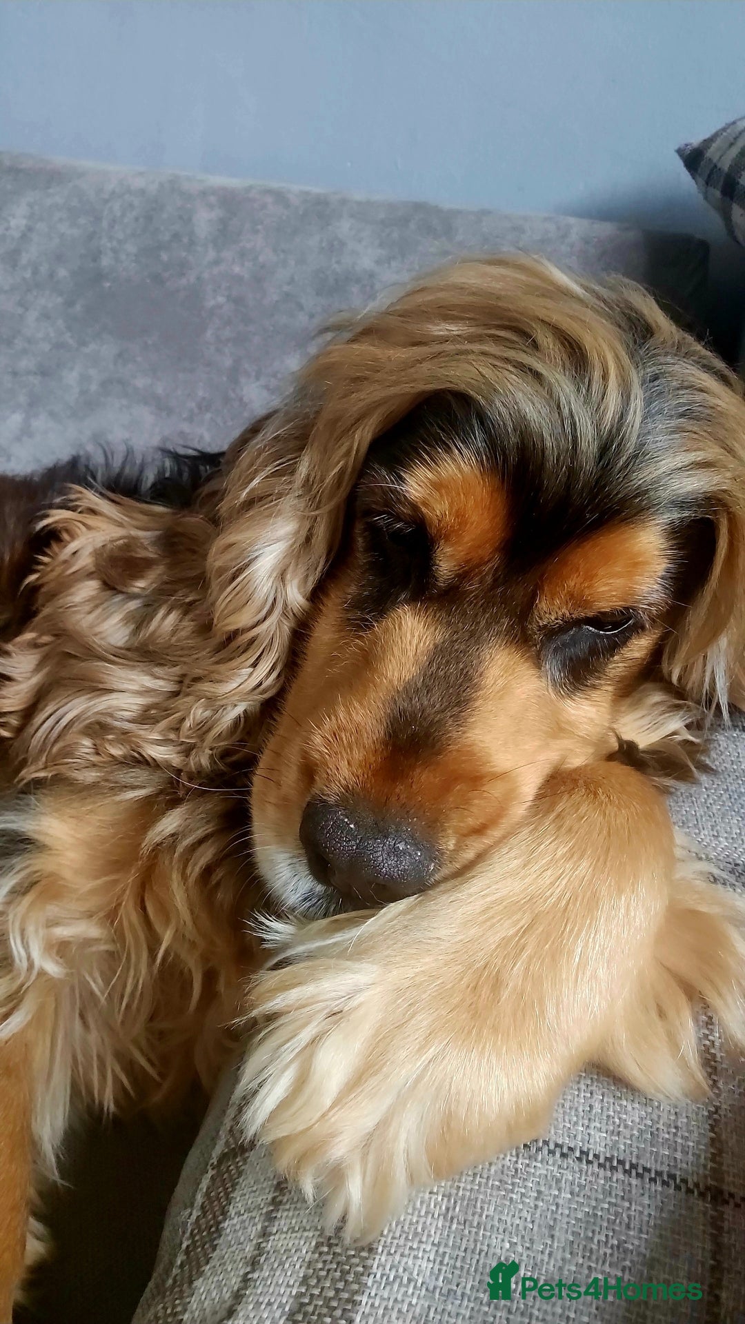 Cocker Spaniel dogs for stud: Stunning entire show cocker  - Image 1