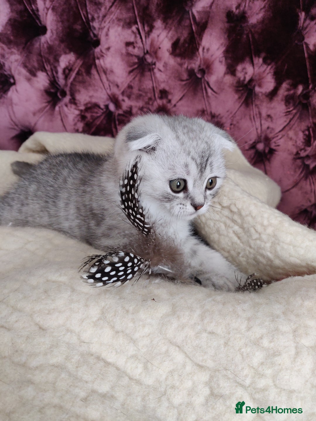 Scottish Fold cats for sale: Scottish Fold kitten  - Advert 5