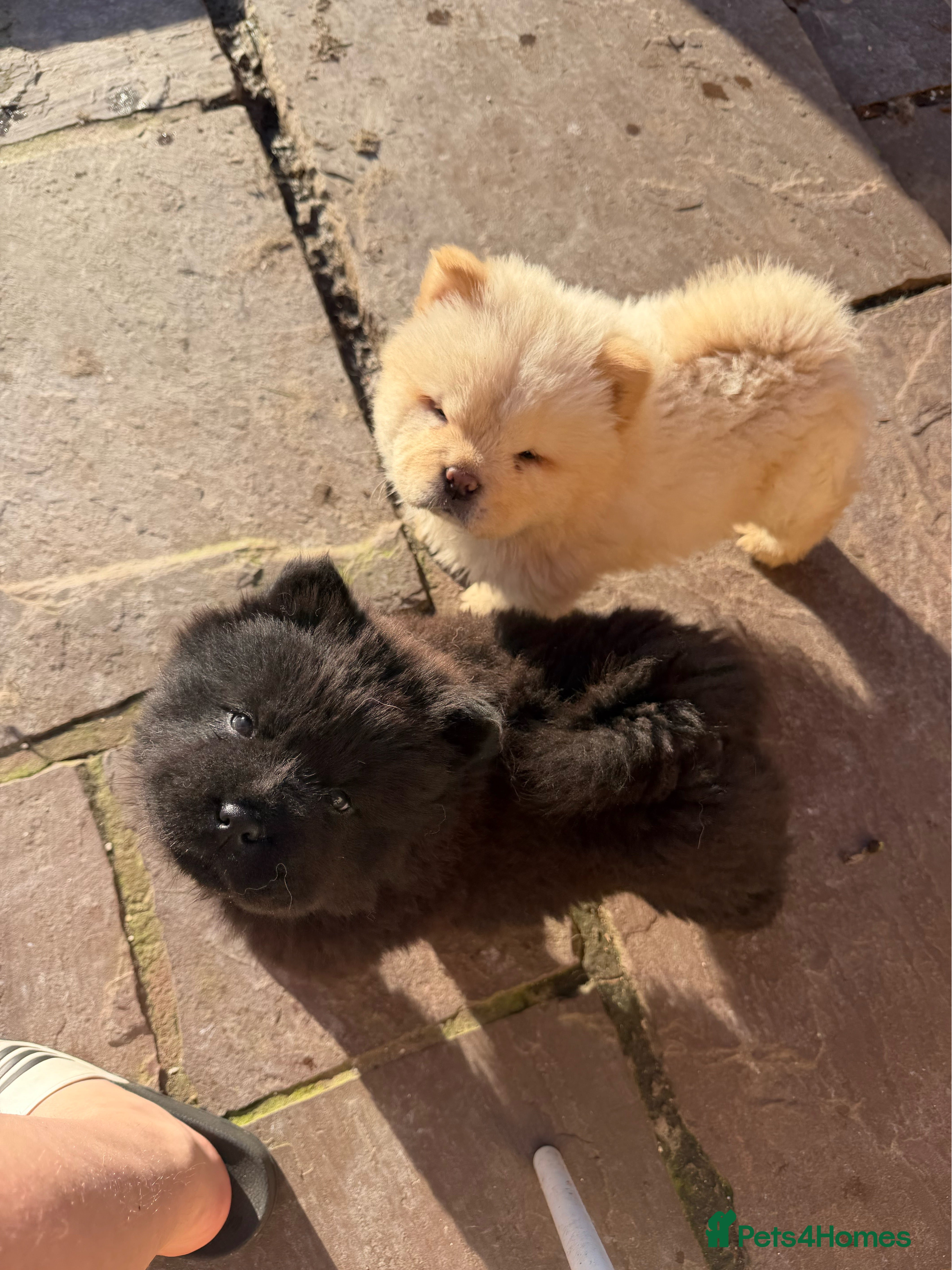 Chow Chow dogs KC Registered Chow Pups– (Champion Blood Lines) - Advert 2