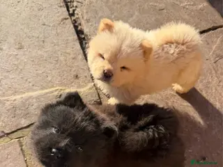 Chow Chow dogs KC Registered Chow Pups– (Champion Blood Lines) - Advert 2