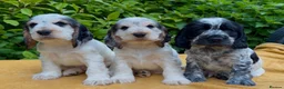 Cocker Spaniel dogs for sale: KC Registered Show Cocker Spaniels Puppies in Settle - Advert 5