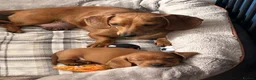 Miniature Dachshund dogs for sale: Beautiful pedigree KC miniature dachshund puppies  in Ilkeston - Advert 26