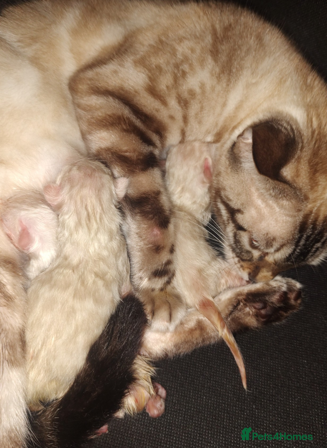 Bengal cats for sale: Snow Bengal kitten - Image 2