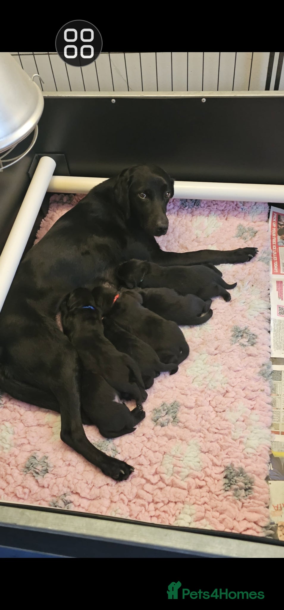 Labrador Retriever dogs Stunning working black Labrador pups.  - Advert 2