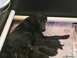 Labrador Retriever dogs Stunning working black Labrador pups. - Advert 2