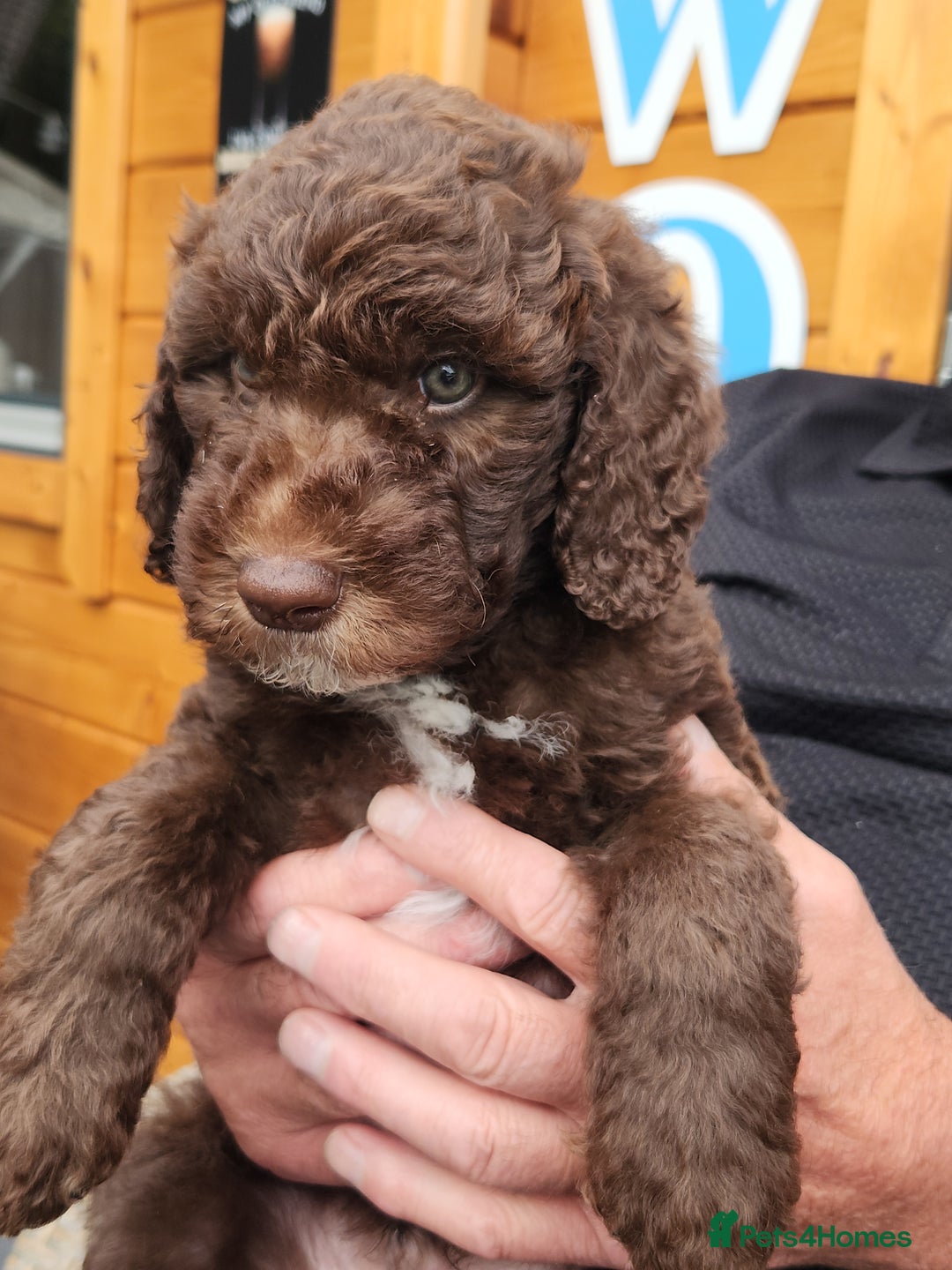 Chocolate Labradoodle Dog Puppyfinder Labradoodle Lab Poodle Mix