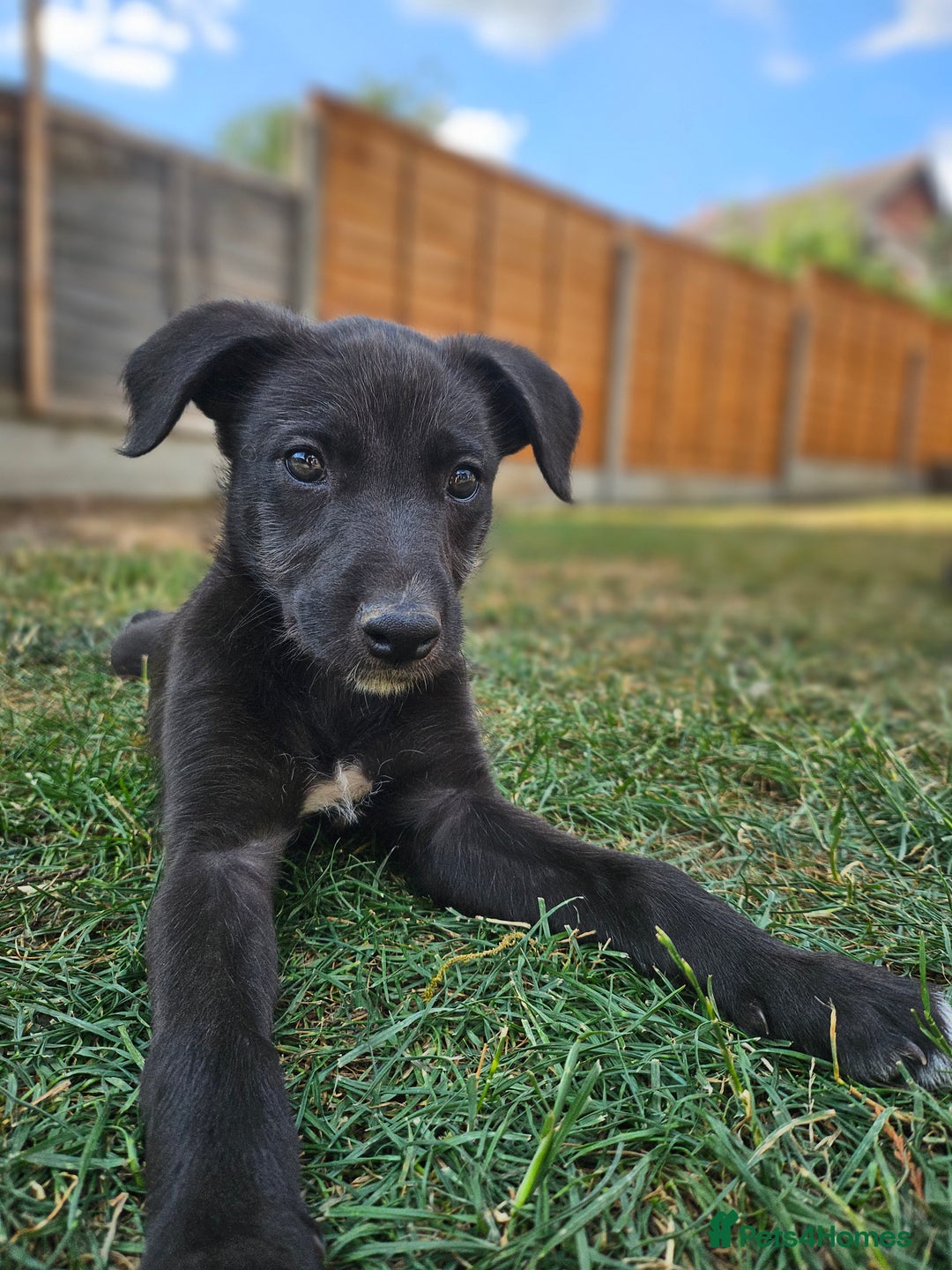Lurcher dogs for sale: Deerhound Greyhound x deerhound Greyhound f1 - Image 29