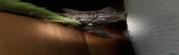 Maine Coon cats for sale: Baby Black Smoke TICA Maine Coon Kittens - Advert 22