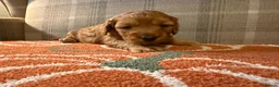 Cockapoo dogs for sale: Beautiful Litter of F1 Toy Cockapoo Puppies - Advert 12