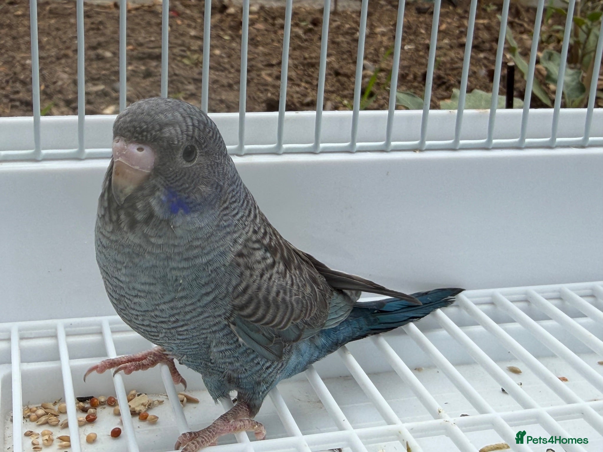 Budgerigars birds BFBW budgies and other mutations  - Advert 6