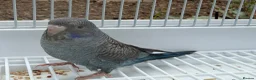 Budgerigars birds for sale: BFBW budgies and other mutations  - Advert 5